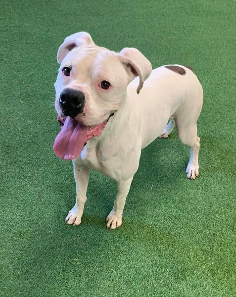 McLovin, an adoptable Boxer in San Angelo , TX, 76904 | Photo Image 2