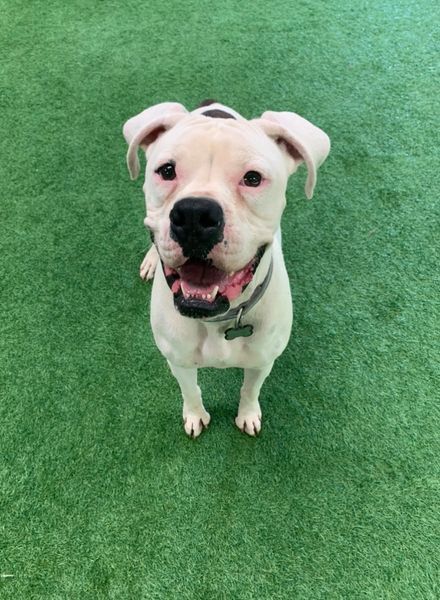 McLovin, an adoptable Boxer in San Angelo , TX, 76904 | Photo Image 3