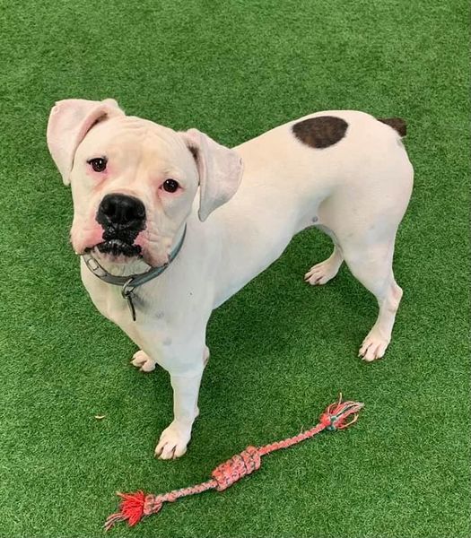 McLovin, an adoptable Boxer in San Angelo , TX, 76904 | Photo Image 4