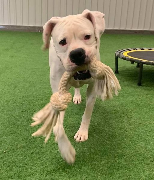 McLovin, an adoptable Boxer in San Angelo , TX, 76904 | Photo Image 5