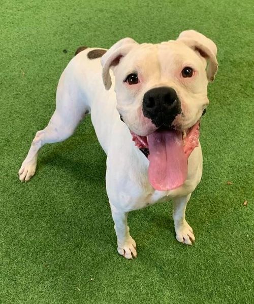 McLovin, an adoptable Boxer in San Angelo , TX, 76904 | Photo Image 6