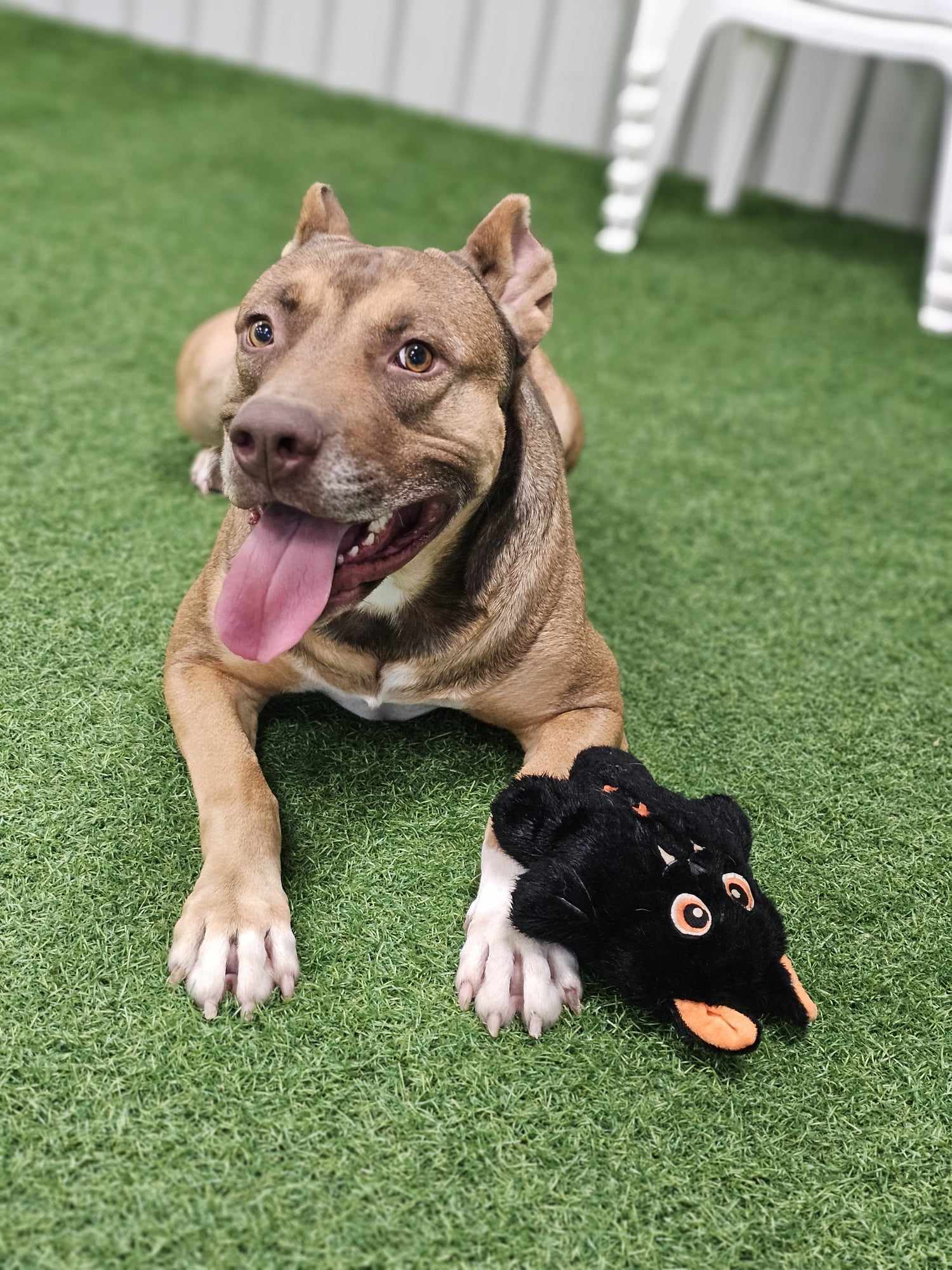 Wicket, an adoptable American Staffordshire Terrier, German Shepherd Dog in San Angelo , TX, 76904 | Photo Image 2