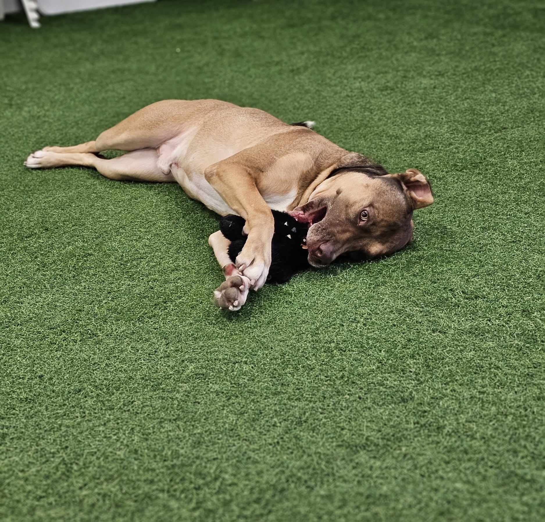 Wicket, an adoptable American Staffordshire Terrier, German Shepherd Dog in San Angelo , TX, 76904 | Photo Image 3