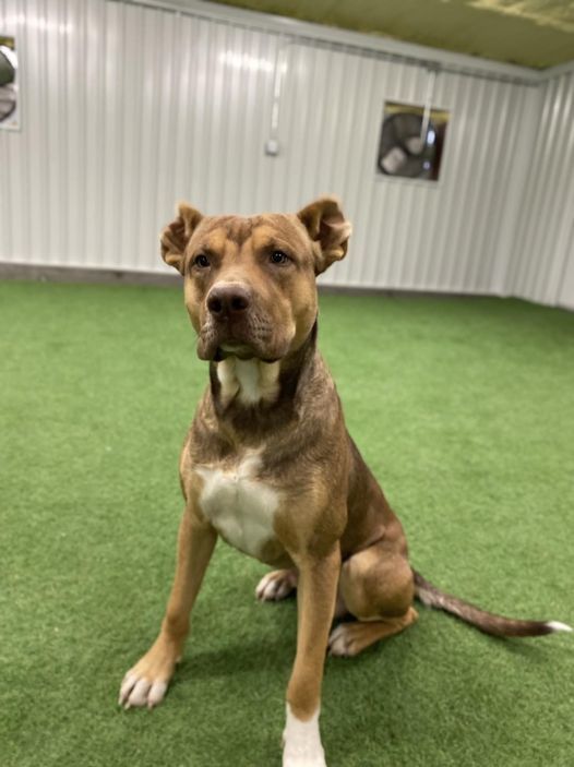 Wicket, an adoptable American Staffordshire Terrier, German Shepherd Dog in San Angelo , TX, 76904 | Photo Image 4