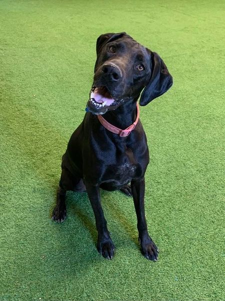 Jane, an adoptable Great Dane, Pointer in San Angelo , TX, 76904 | Photo Image 1
