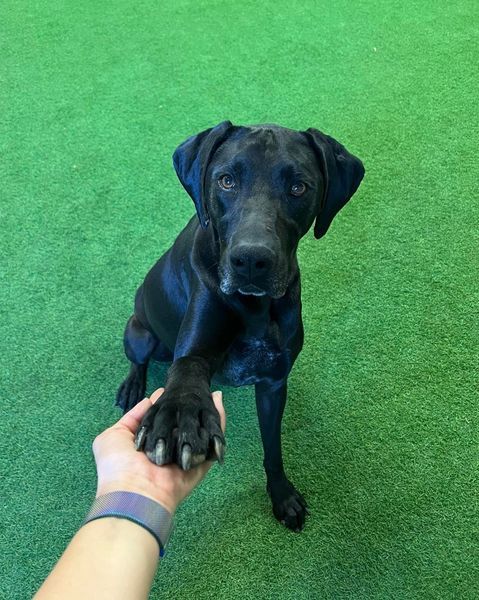 Jane, an adoptable Great Dane, Pointer in San Angelo , TX, 76904 | Photo Image 2