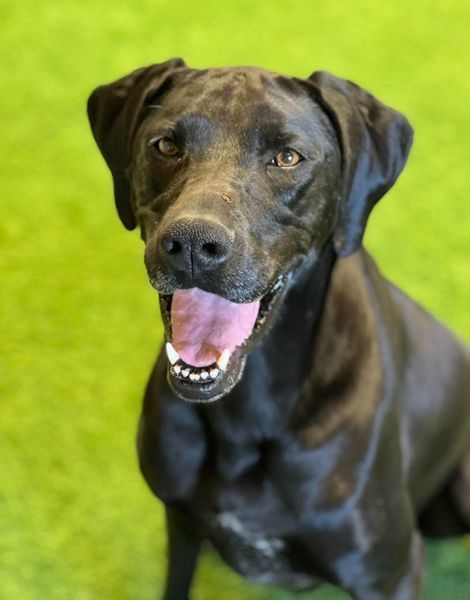 Jane, an adoptable Great Dane, Pointer in San Angelo , TX, 76904 | Photo Image 3