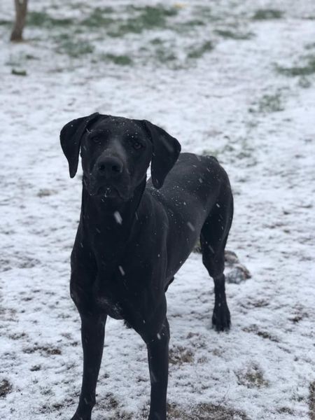 Jane, an adoptable Great Dane, Pointer in San Angelo , TX, 76904 | Photo Image 4