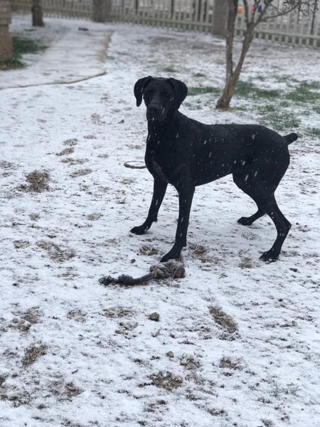 Jane, an adoptable Great Dane, Pointer in San Angelo , TX, 76904 | Photo Image 5