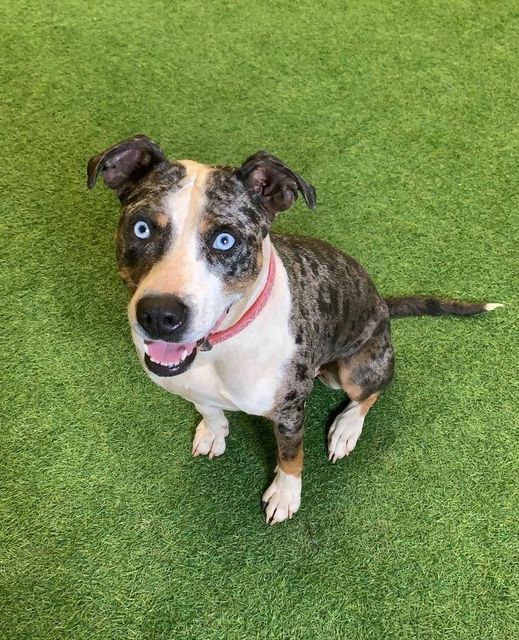 Sapphire, an adoptable Pit Bull Terrier, Catahoula Leopard Dog in San Angelo , TX, 76904 | Photo Image 1