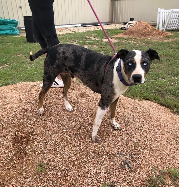 Sapphire, an adoptable Pit Bull Terrier, Catahoula Leopard Dog in San Angelo , TX, 76904 | Photo Image 3