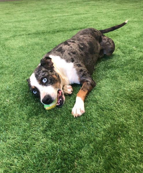 Sapphire, an adoptable Pit Bull Terrier, Catahoula Leopard Dog in San Angelo , TX, 76904 | Photo Image 4