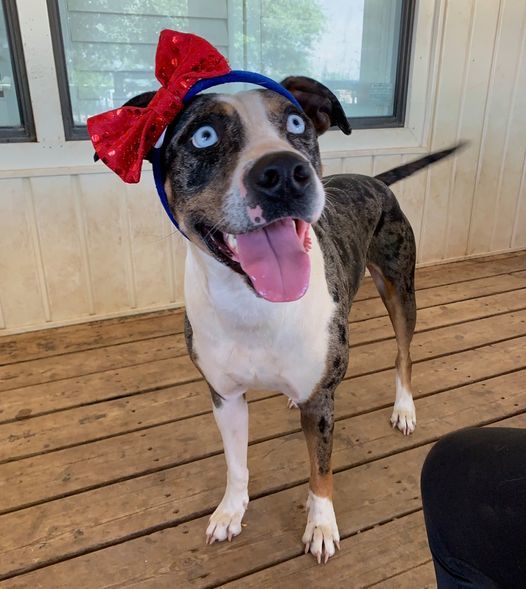 Sapphire, an adoptable Pit Bull Terrier, Catahoula Leopard Dog in San Angelo , TX, 76904 | Photo Image 6