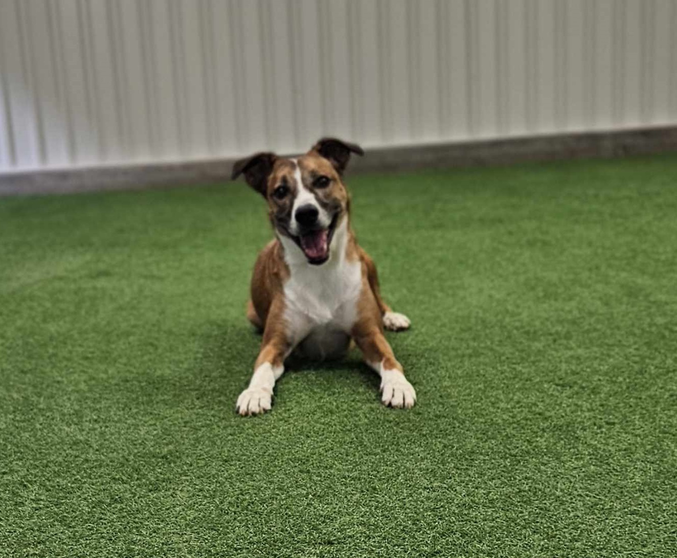 Rusty, an adoptable Australian Cattle Dog / Blue Heeler in San Angelo , TX, 76904 | Photo Image 2