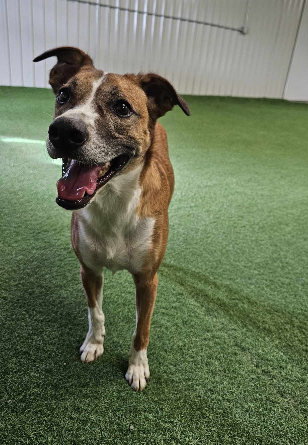 Rusty, an adoptable Australian Cattle Dog / Blue Heeler in San Angelo , TX, 76904 | Photo Image 3
