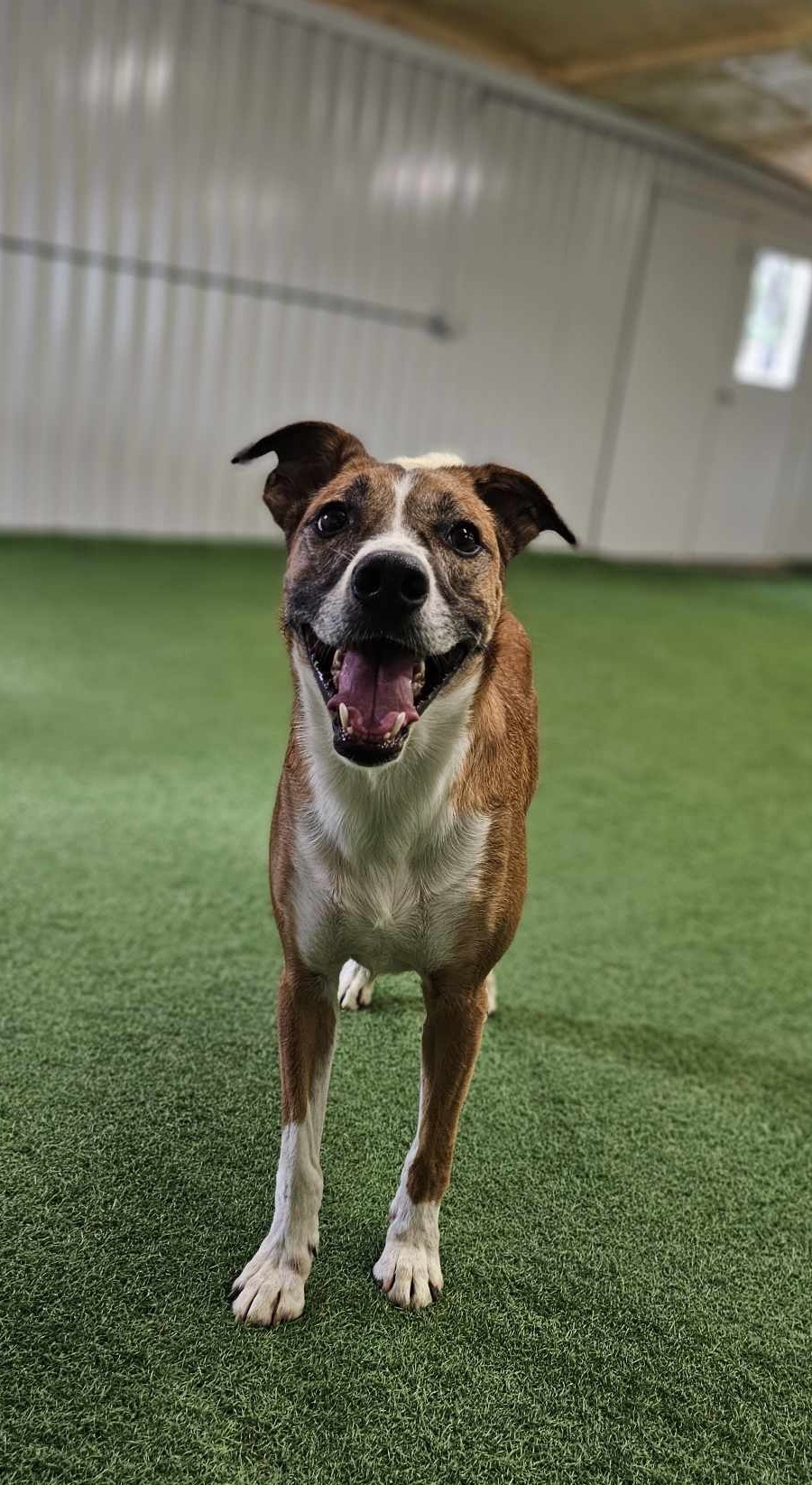 Rusty, an adoptable Australian Cattle Dog / Blue Heeler in San Angelo , TX, 76904 | Photo Image 4