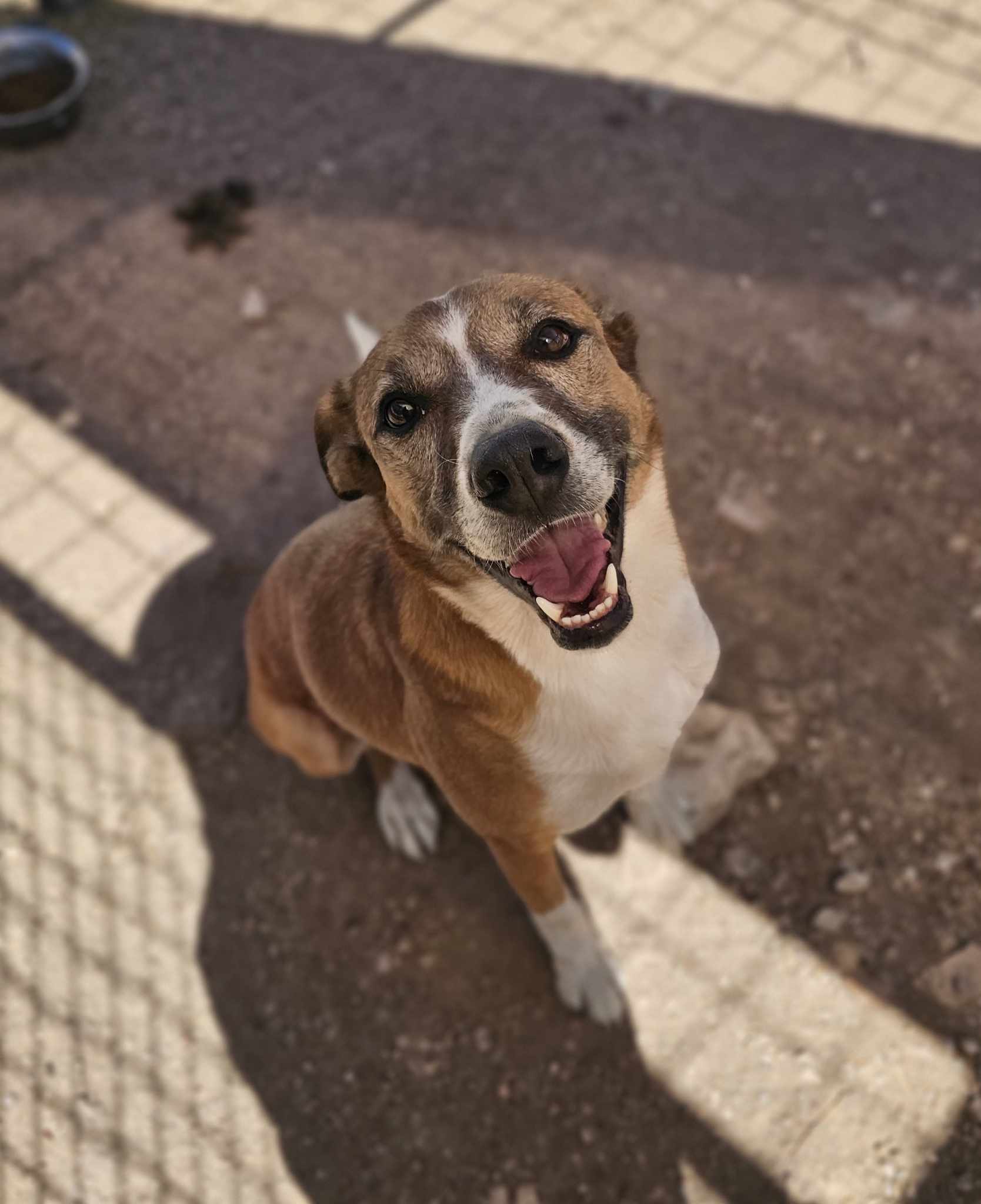 Rusty, an adoptable Australian Cattle Dog / Blue Heeler in San Angelo , TX, 76904 | Photo Image 5