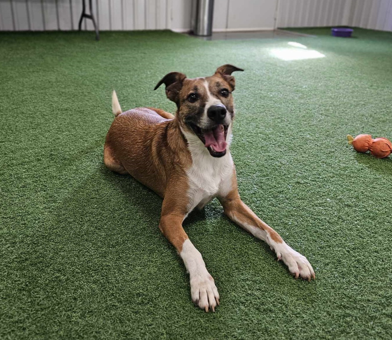 Rusty, an adoptable Australian Cattle Dog / Blue Heeler in San Angelo , TX, 76904 | Photo Image 6