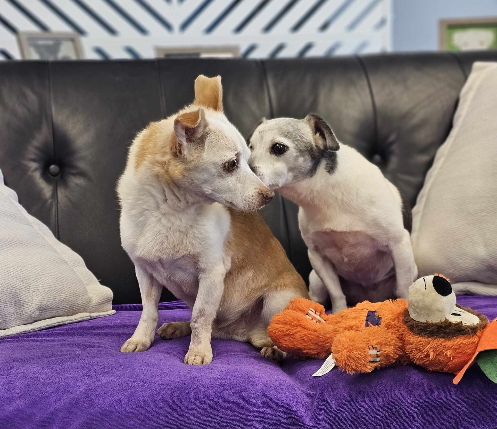 Jack and Lexi, an adoptable Chihuahua in San Angelo , TX, 76904 | Photo Image 1