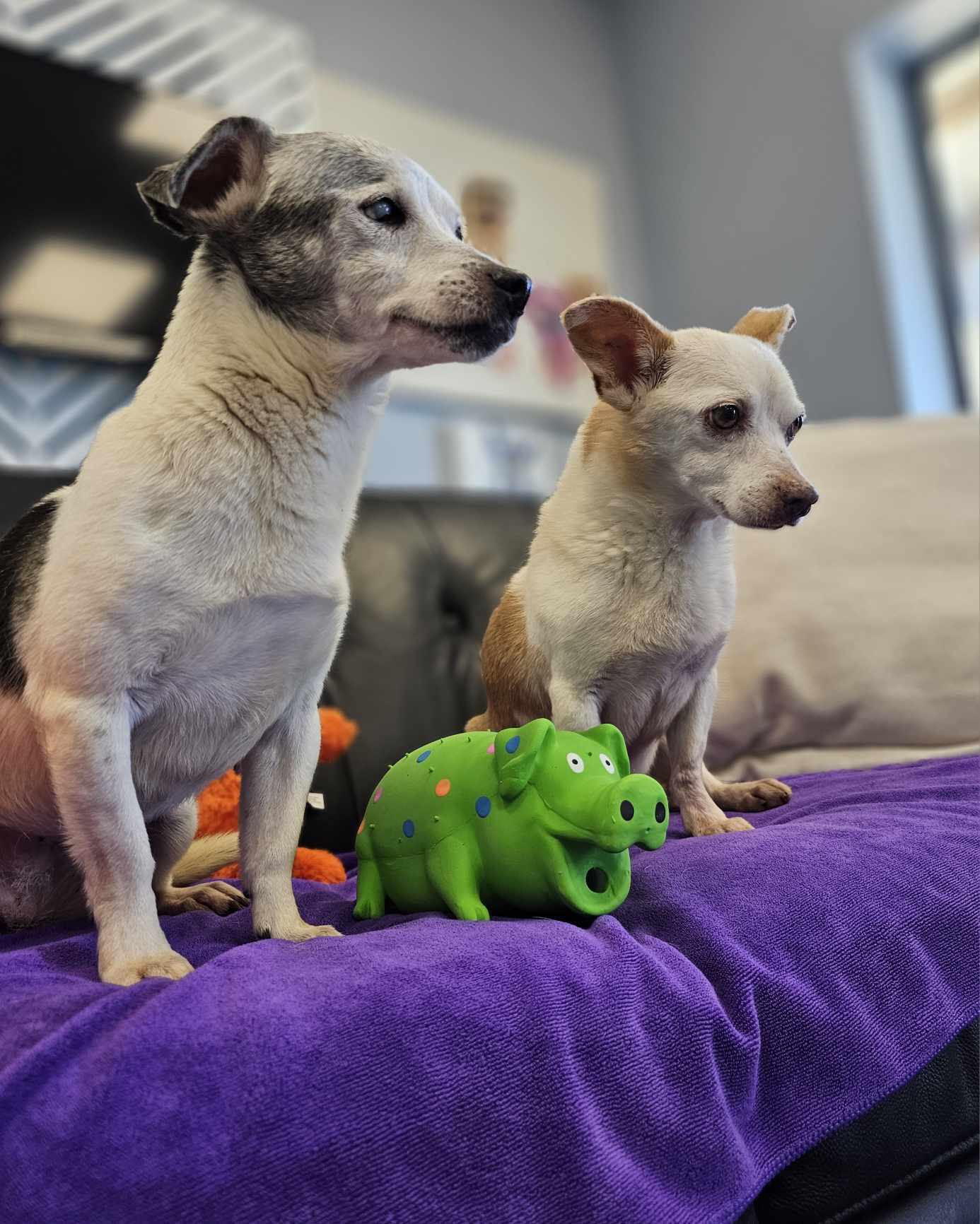 Jack and Lexi, an adoptable Chihuahua in San Angelo , TX, 76904 | Photo Image 2