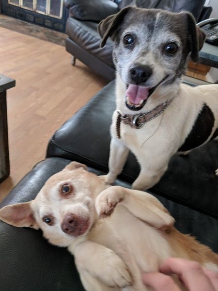 Jack and Lexi, an adoptable Chihuahua in San Angelo , TX, 76904 | Photo Image 3