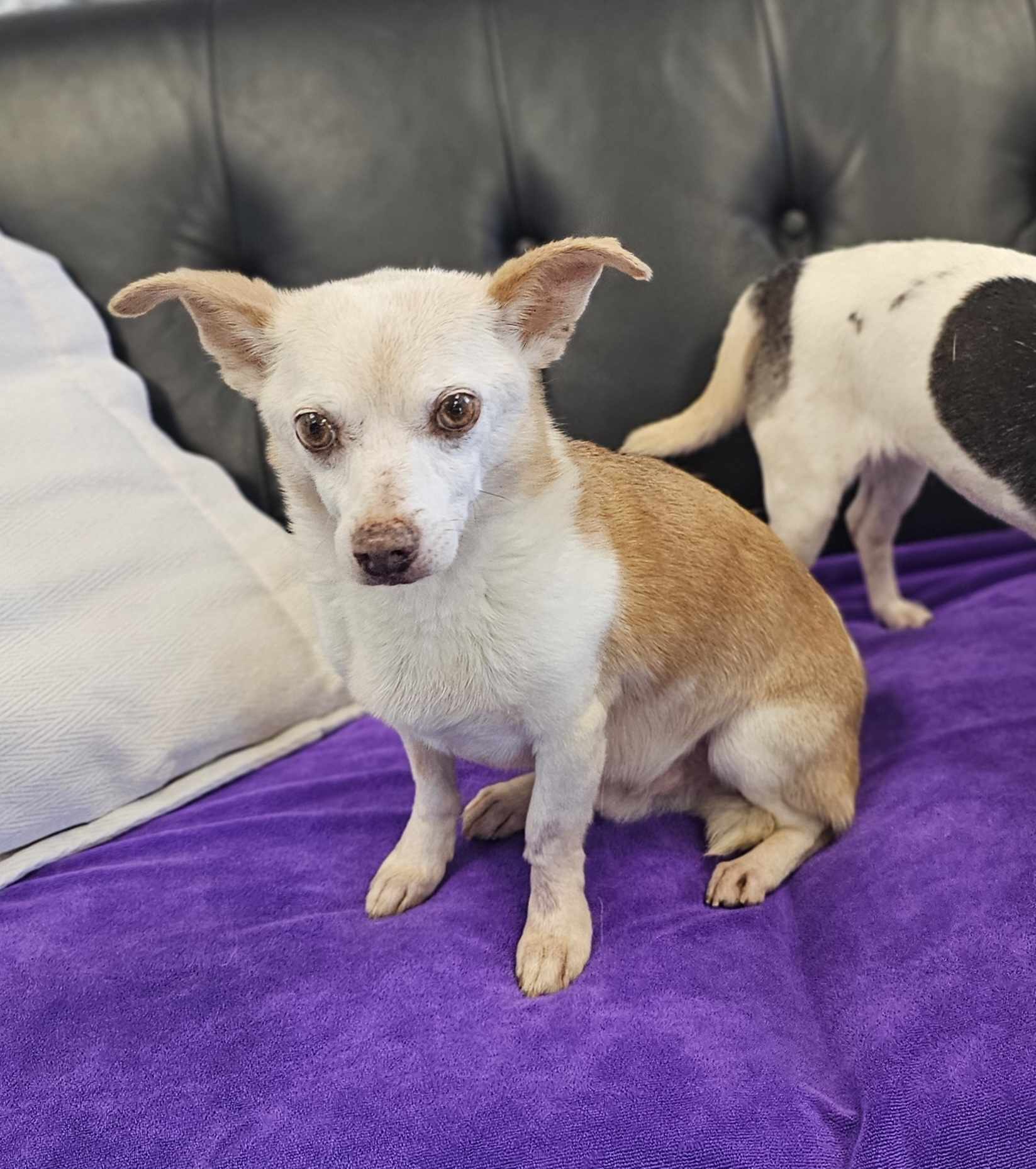Jack and Lexi, an adoptable Chihuahua in San Angelo , TX, 76904 | Photo Image 4