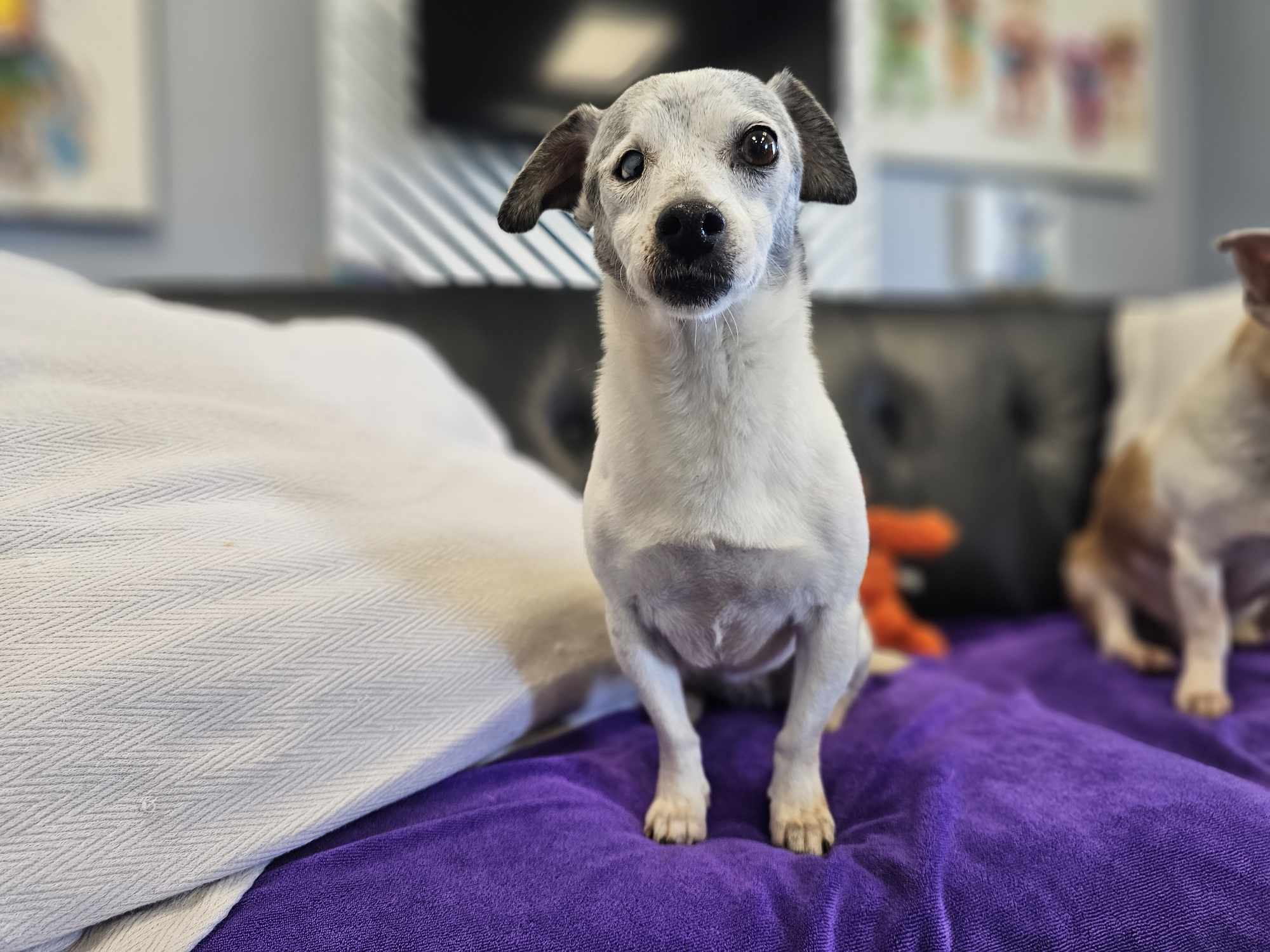 Jack and Lexi, an adoptable Chihuahua in San Angelo , TX, 76904 | Photo Image 5