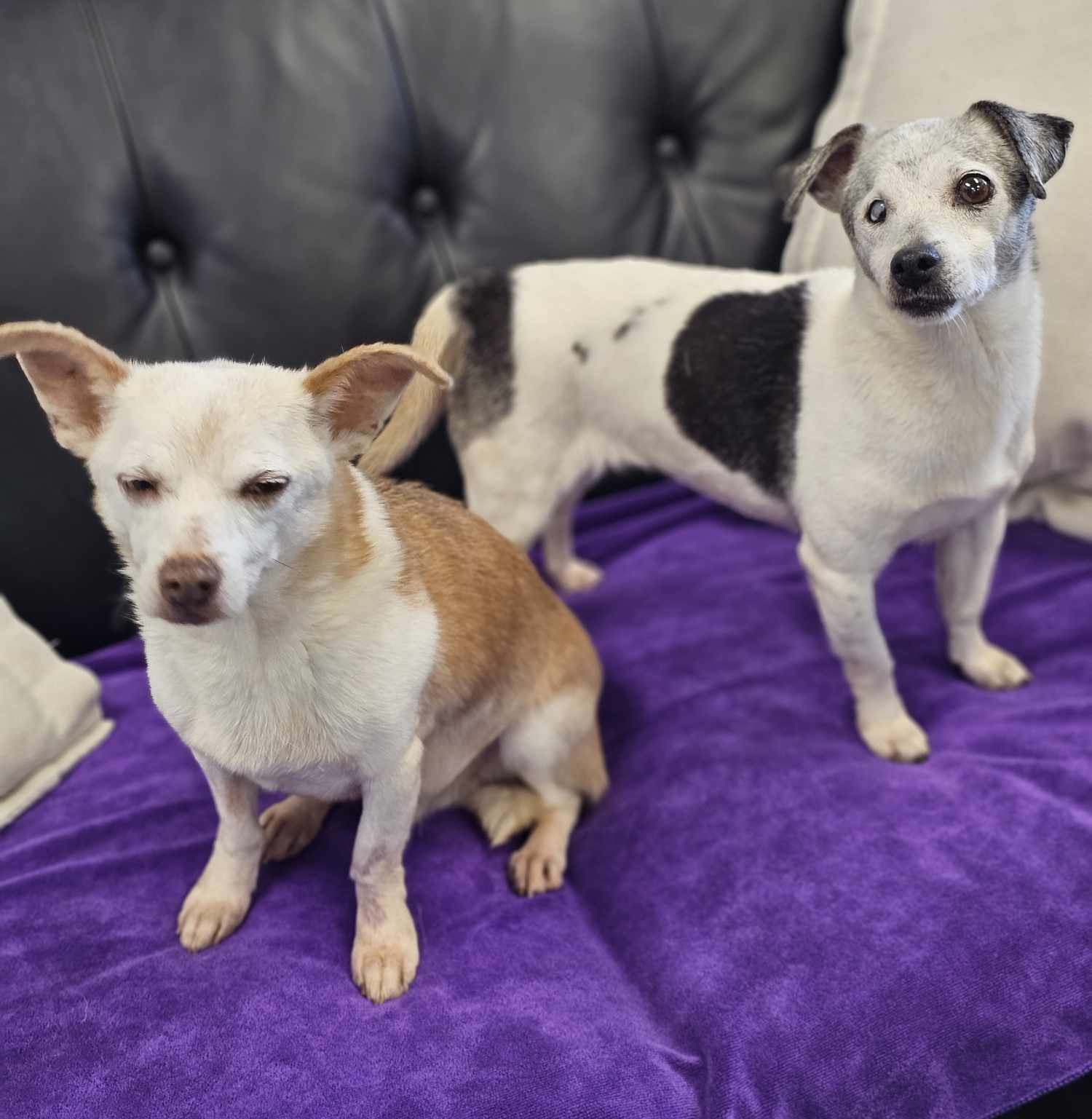 Jack and Lexi, an adoptable Chihuahua in San Angelo , TX, 76904 | Photo Image 6
