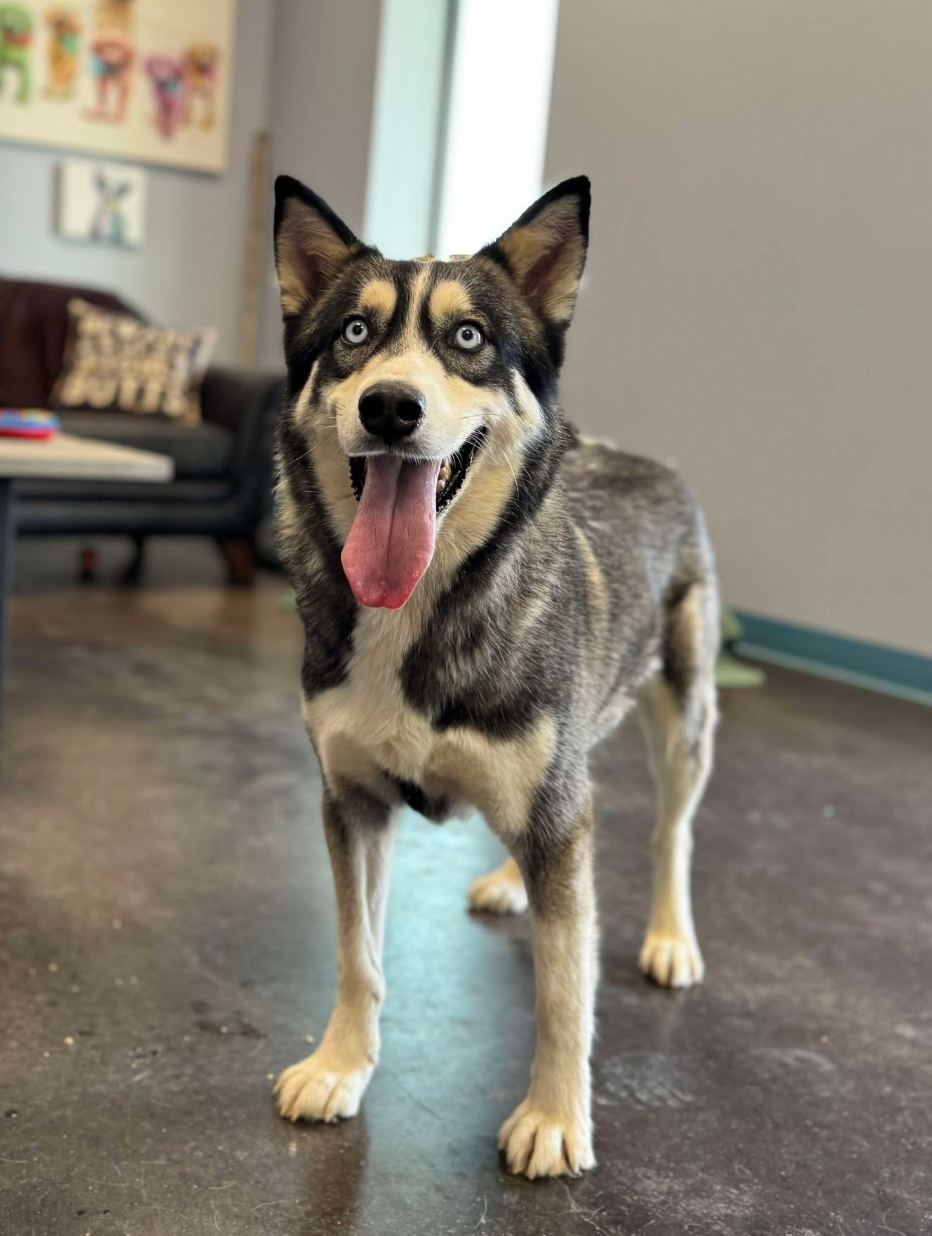 Neptune, an adoptable Husky in San Angelo , TX, 76904 | Photo Image 2