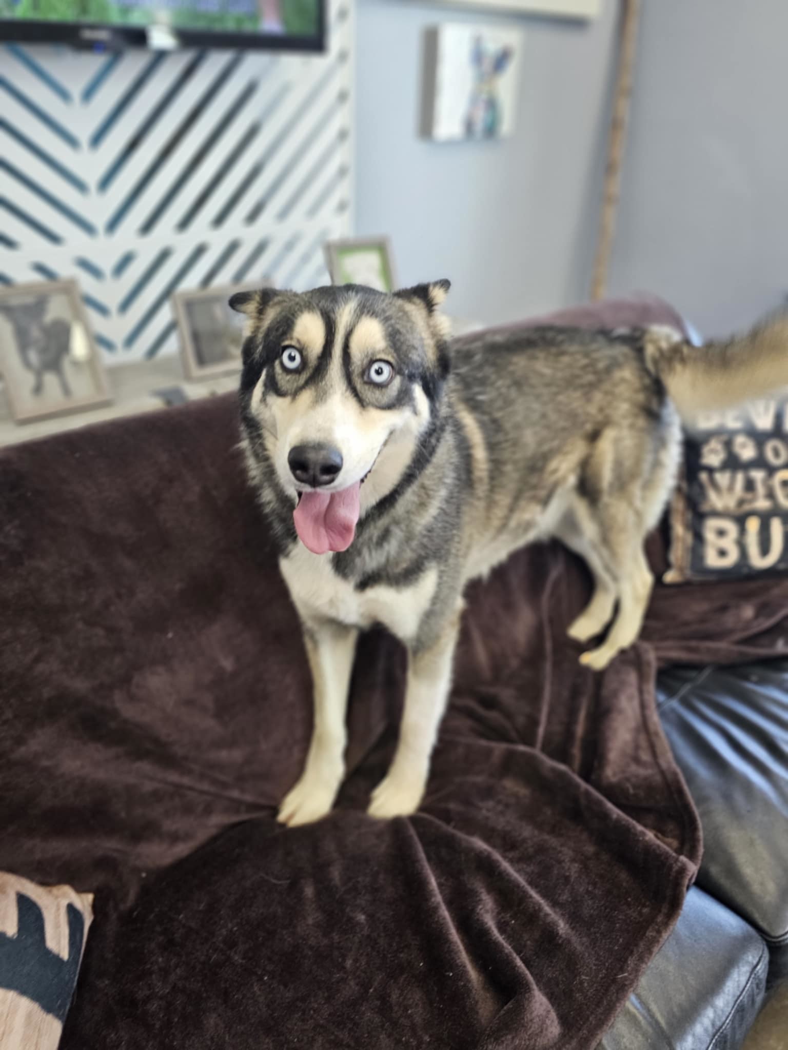 Neptune, an adoptable Husky in San Angelo , TX, 76904 | Photo Image 3