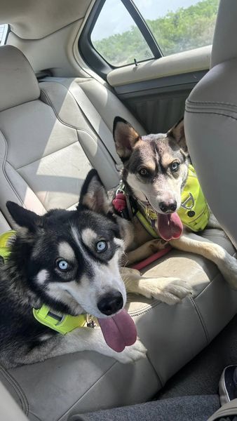 Neptune, an adoptable Husky in San Angelo , TX, 76904 | Photo Image 4