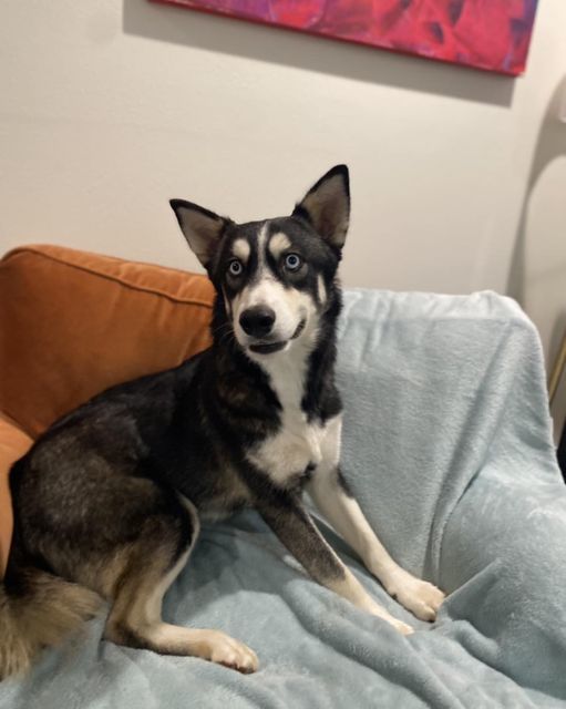 Neptune, an adoptable Husky in San Angelo , TX, 76904 | Photo Image 5