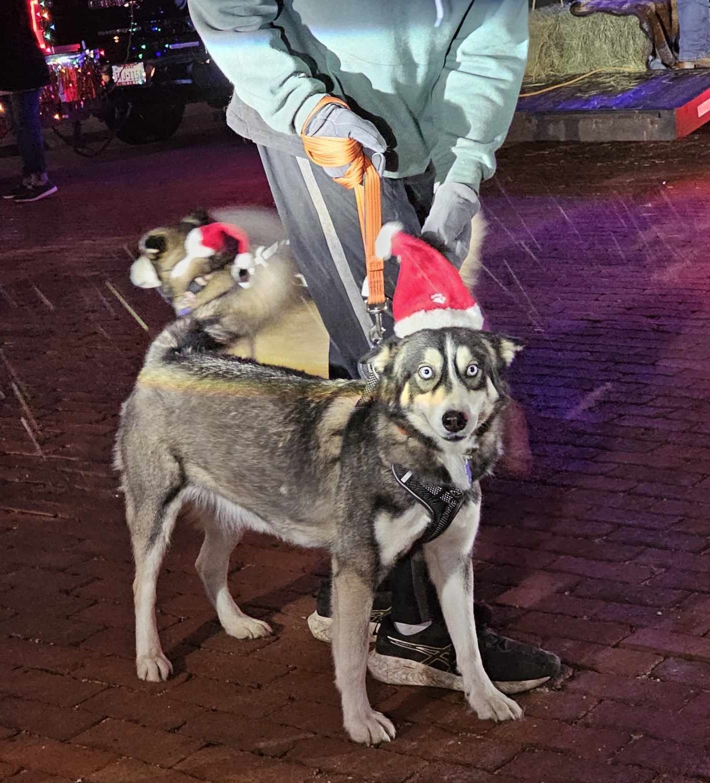 Neptune, an adoptable Husky in San Angelo , TX, 76904 | Photo Image 6