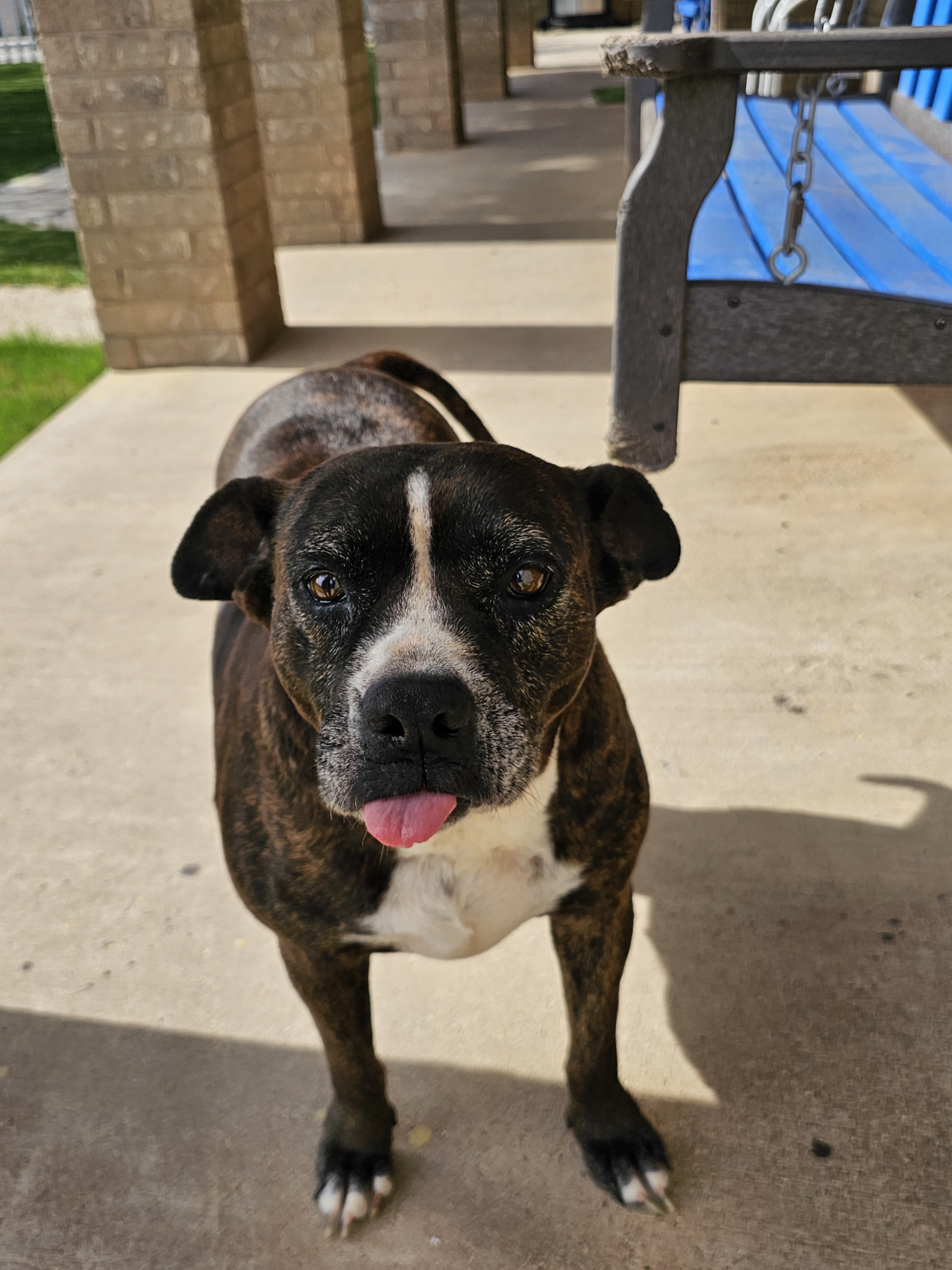 Lacie Mae, an adoptable American Staffordshire Terrier, Staffordshire Bull Terrier in San Angelo , TX, 76904 | Photo Image 1