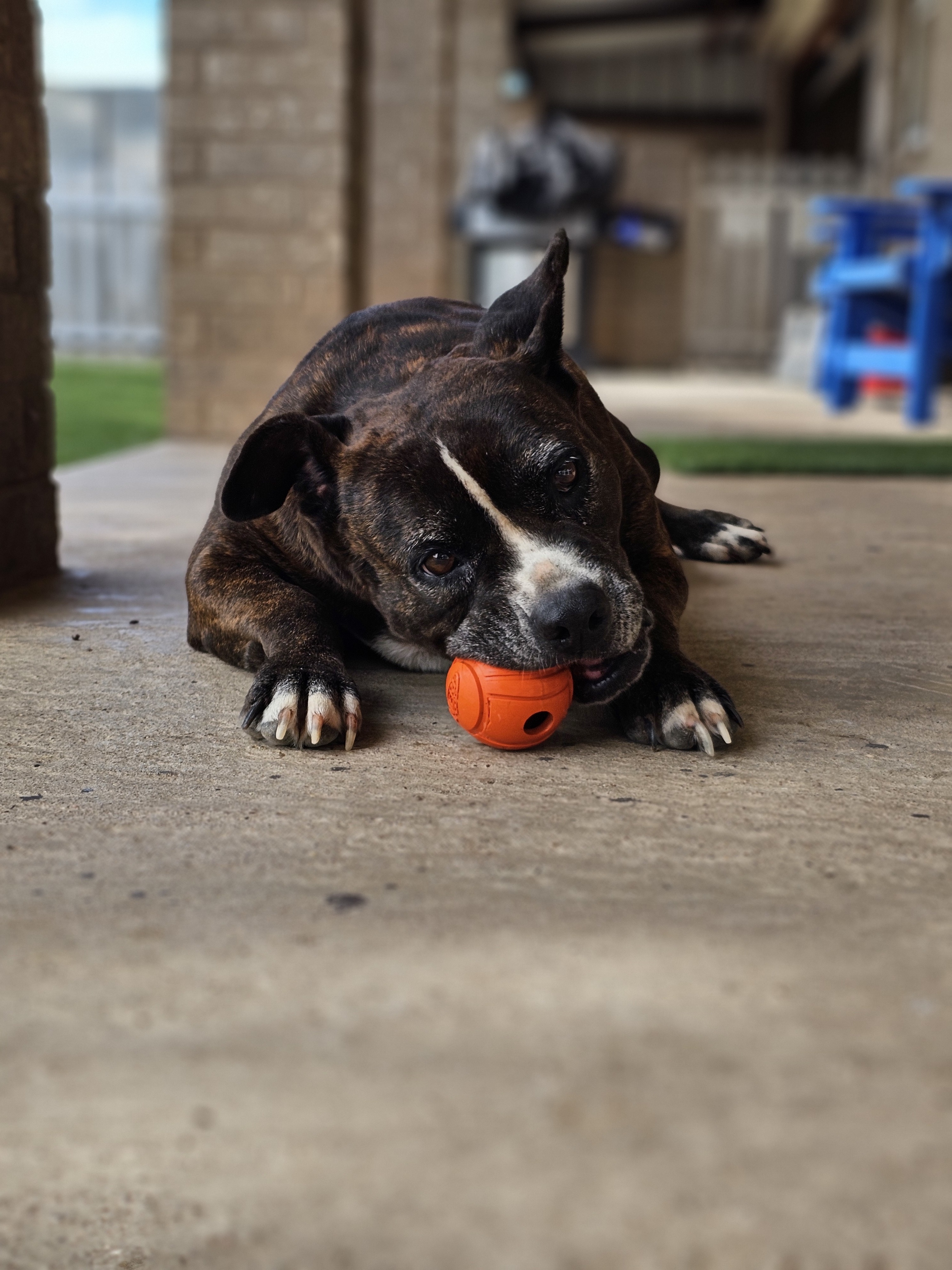 Lacie Mae, an adoptable American Staffordshire Terrier, Staffordshire Bull Terrier in San Angelo , TX, 76904 | Photo Image 2