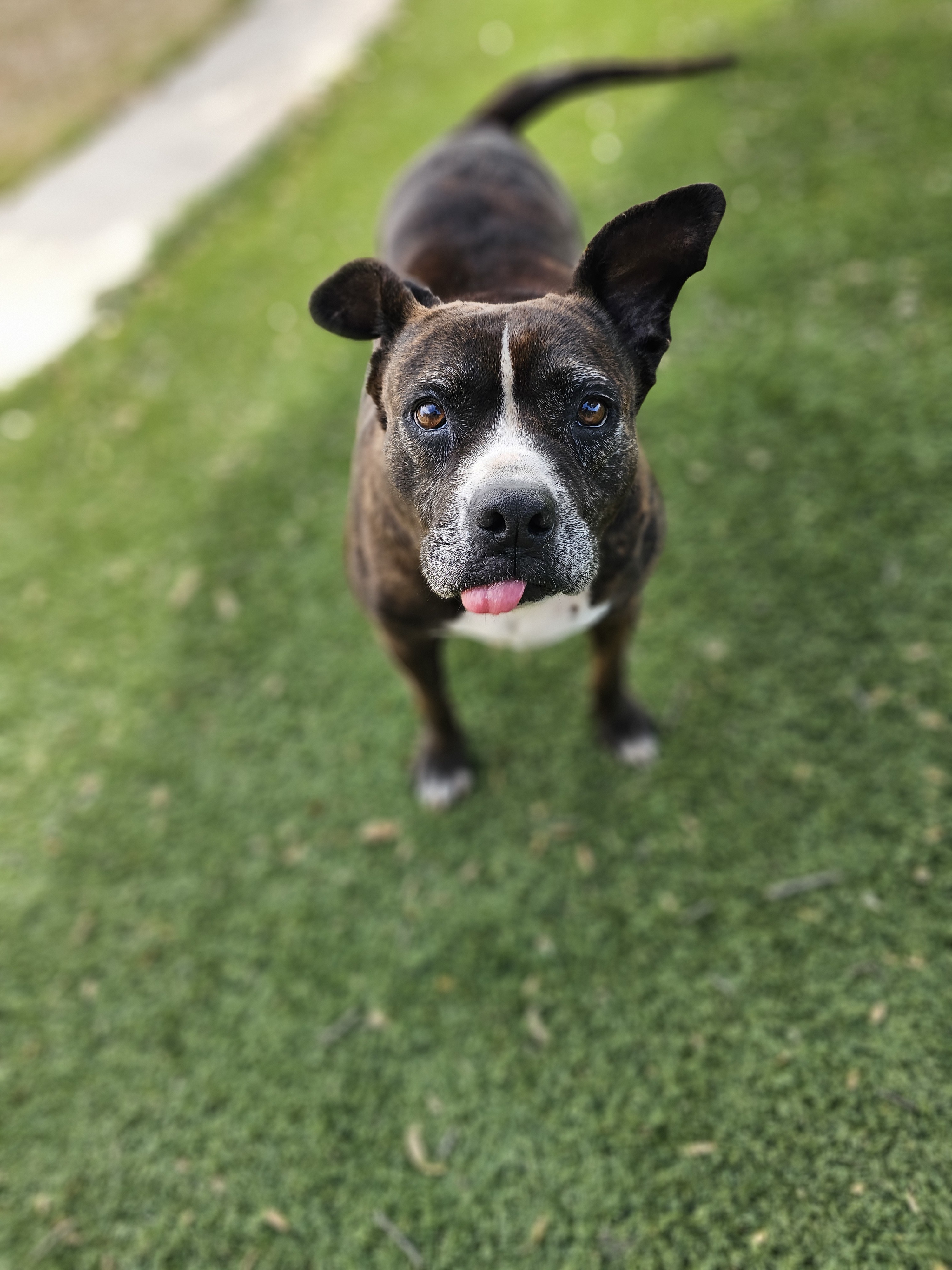 Lacie Mae, an adoptable American Staffordshire Terrier, Staffordshire Bull Terrier in San Angelo , TX, 76904 | Photo Image 3