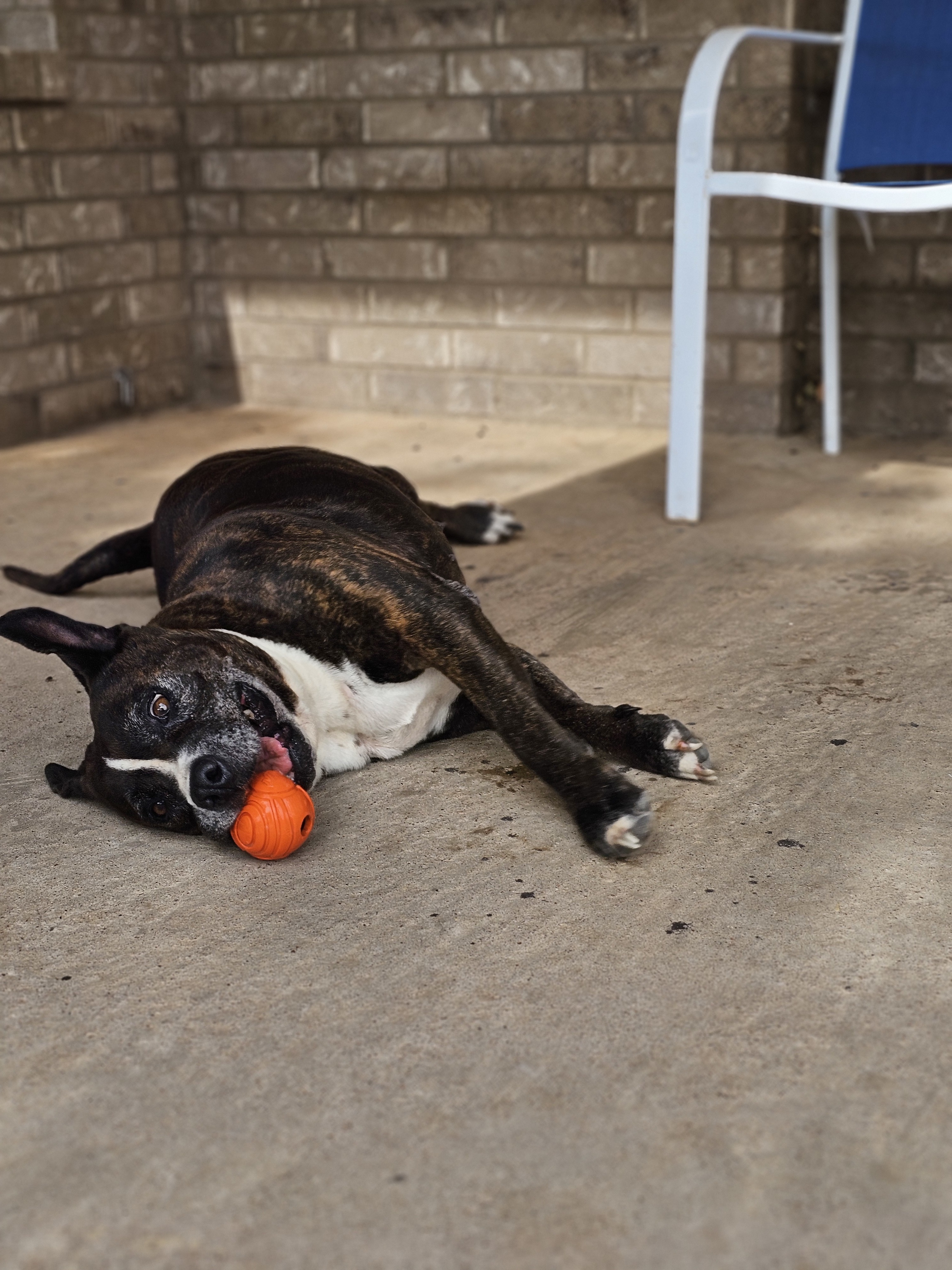 Lacie Mae, an adoptable American Staffordshire Terrier, Staffordshire Bull Terrier in San Angelo , TX, 76904 | Photo Image 4