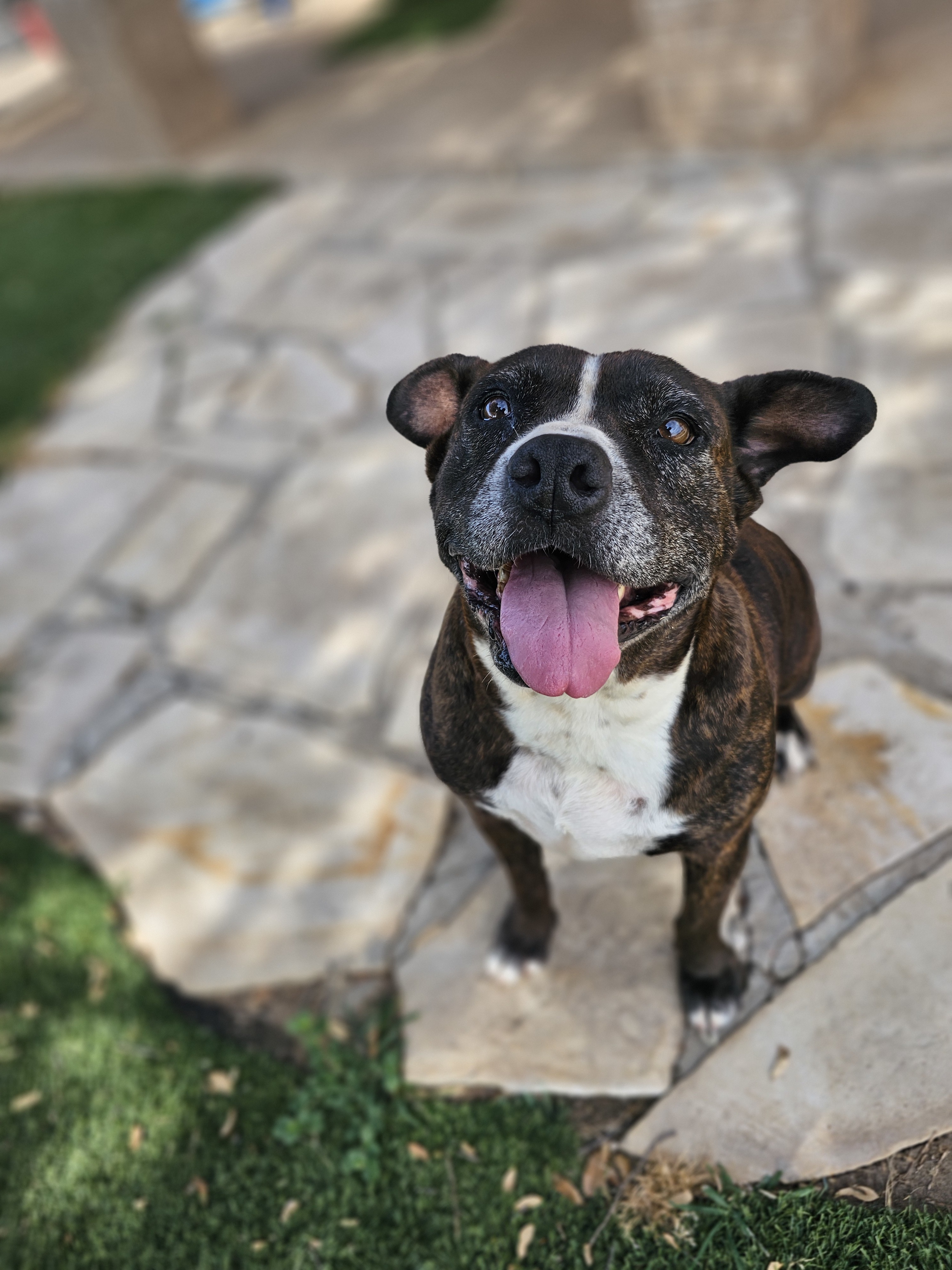 Lacie Mae, an adoptable American Staffordshire Terrier, Staffordshire Bull Terrier in San Angelo , TX, 76904 | Photo Image 5