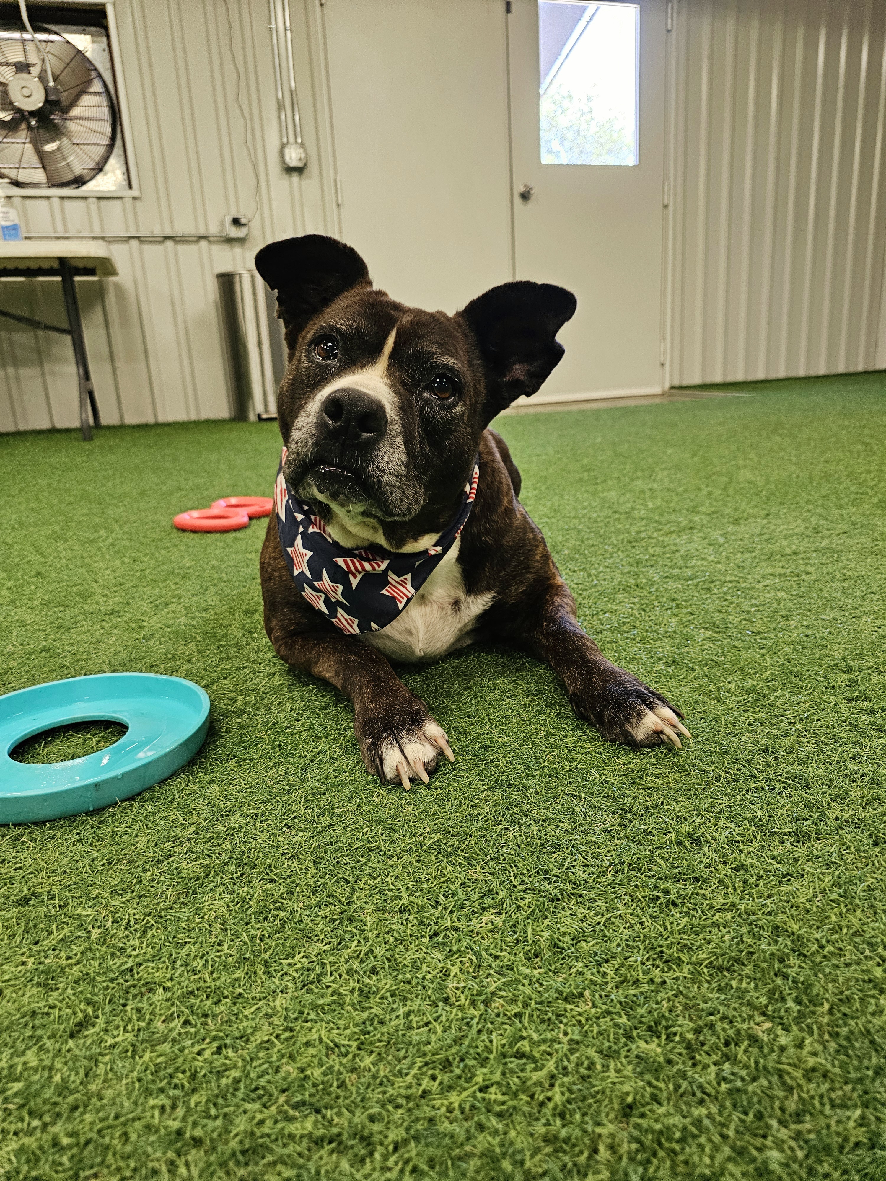 Lacie Mae, an adoptable American Staffordshire Terrier, Staffordshire Bull Terrier in San Angelo , TX, 76904 | Photo Image 6