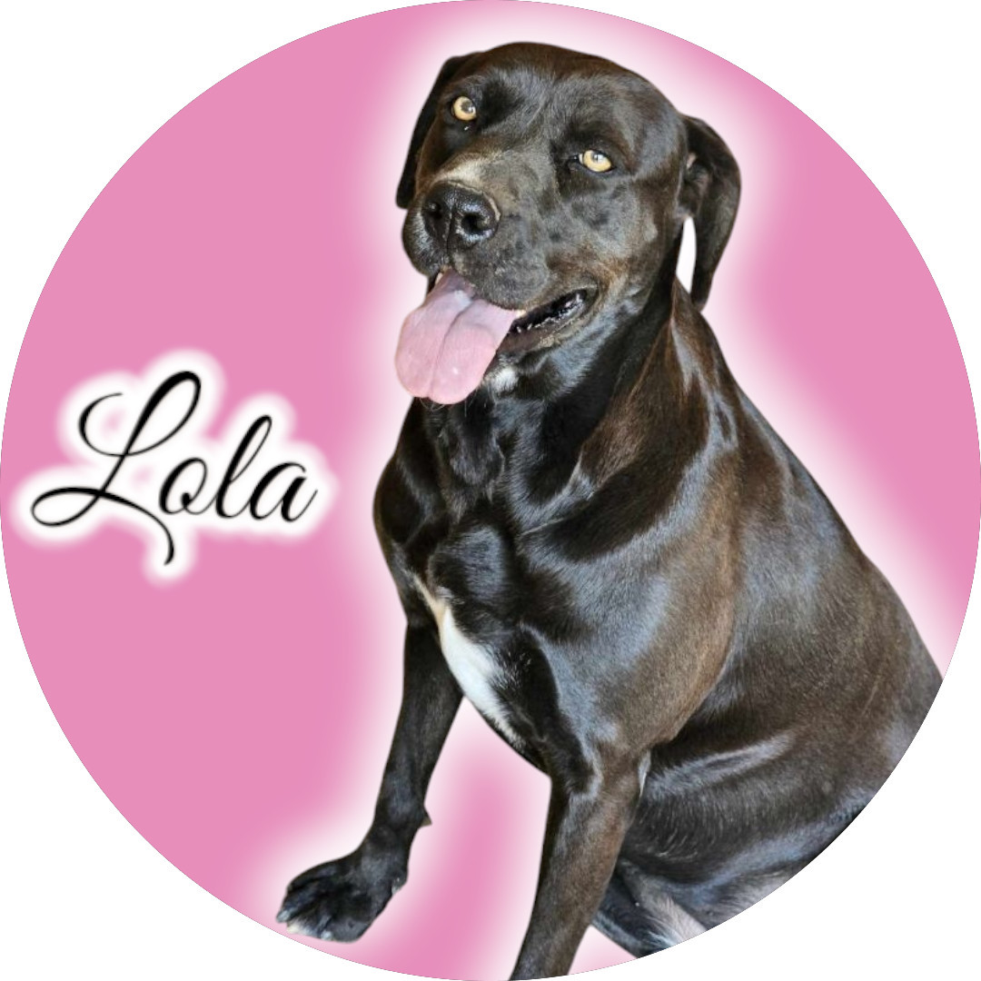 Lola, an adoptable Labrador Retriever in San Angelo , TX, 76904 | Photo Image 1