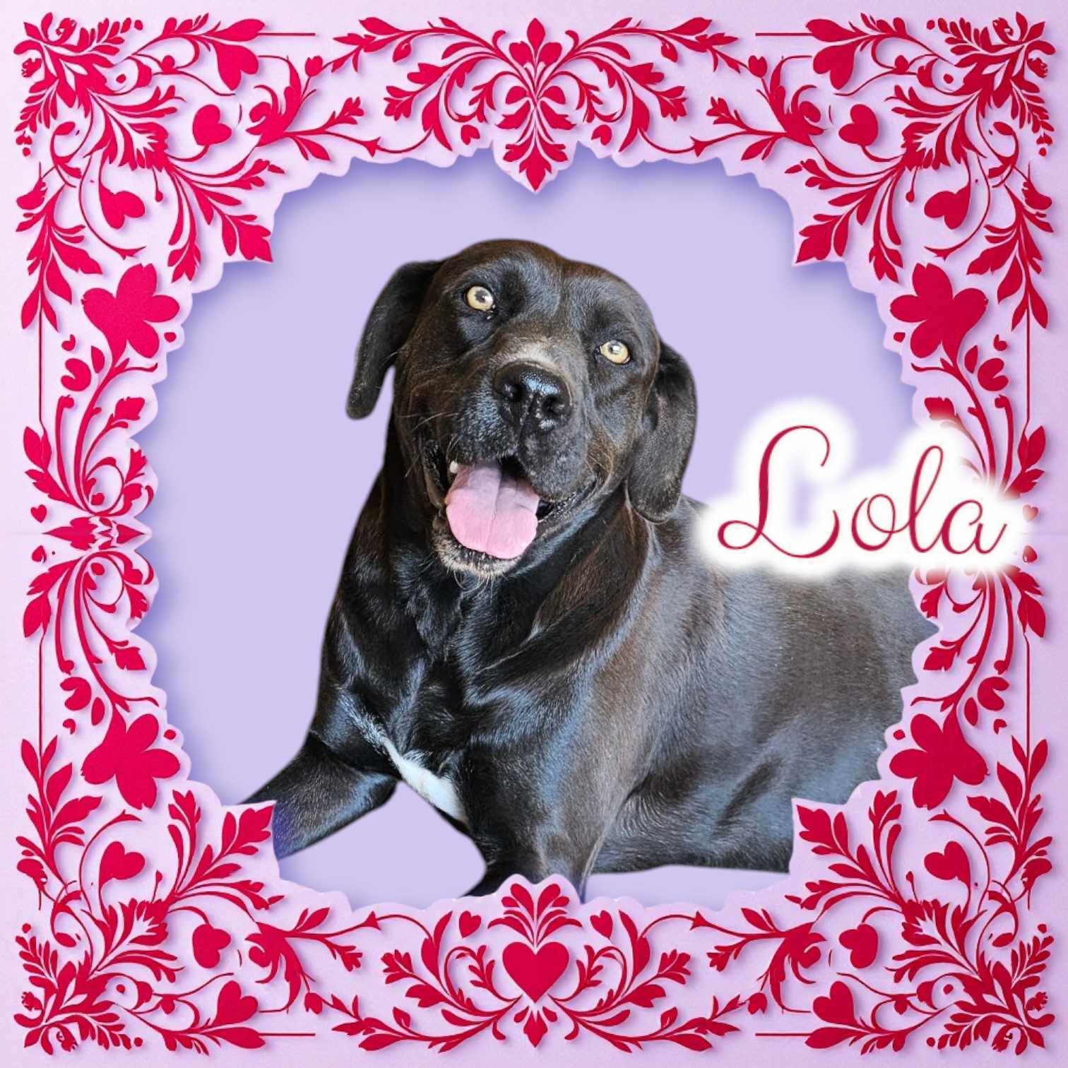 Lola, an adoptable Labrador Retriever in San Angelo , TX, 76904 | Photo Image 2