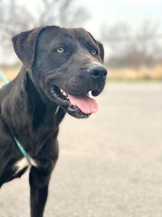Lola, an adoptable Labrador Retriever in San Angelo , TX, 76904 | Photo Image 3