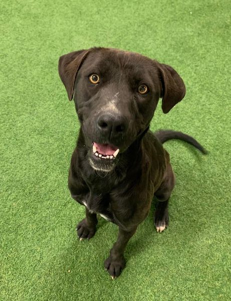 Lola, an adoptable Labrador Retriever in San Angelo , TX, 76904 | Photo Image 4
