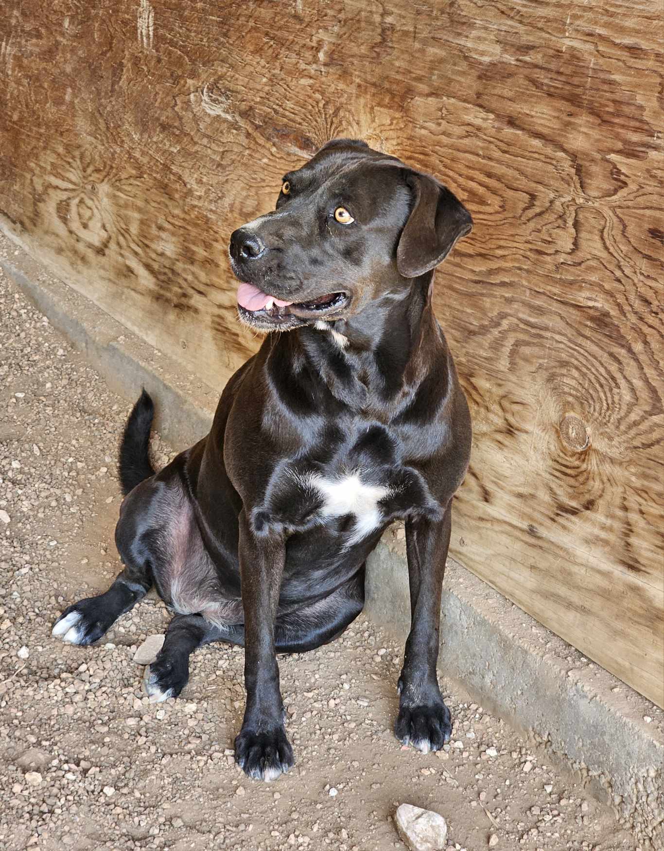 Lola, an adoptable Labrador Retriever in San Angelo , TX, 76904 | Photo Image 5