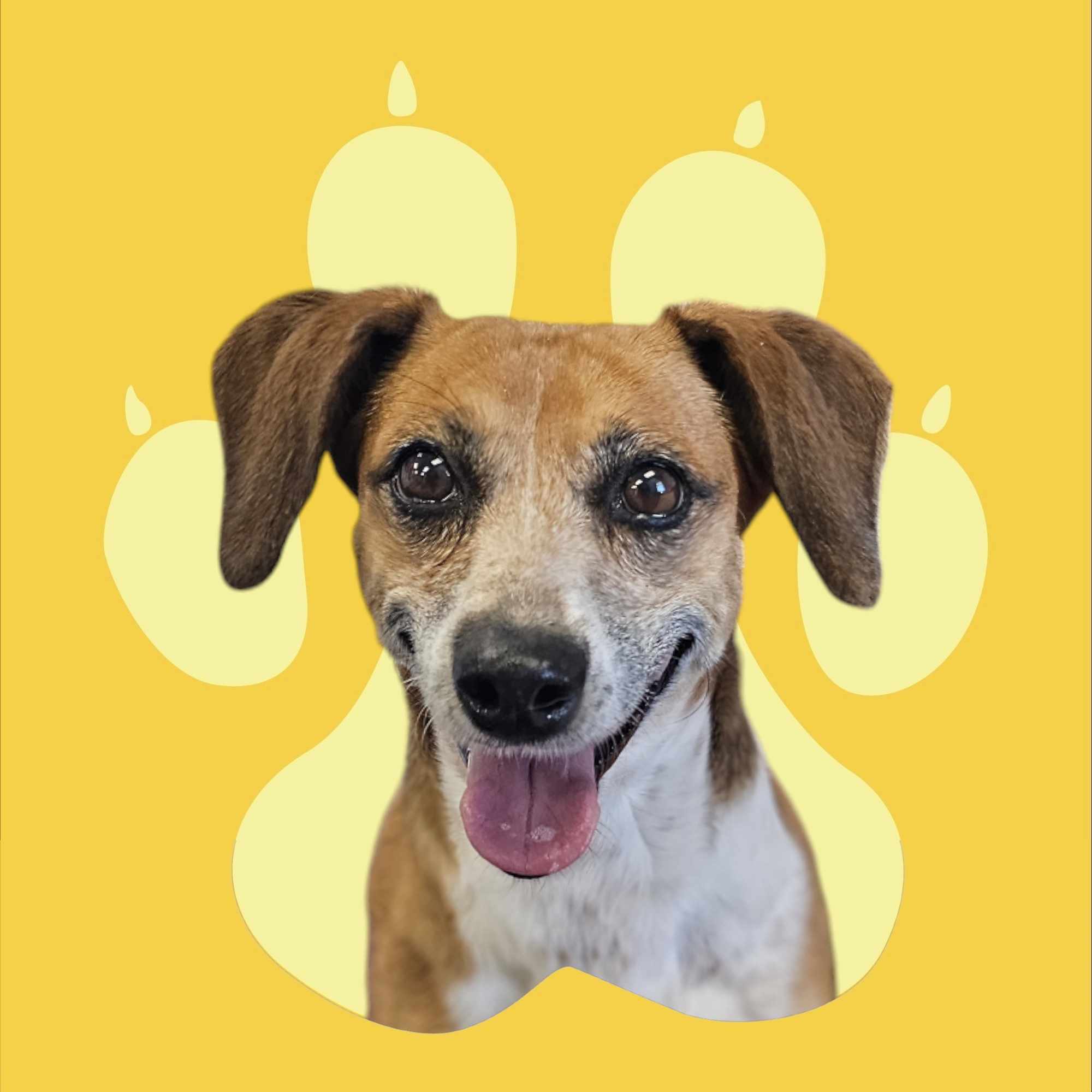 Phoebe, an adoptable Dachshund in San Angelo , TX, 76904 | Photo Image 1