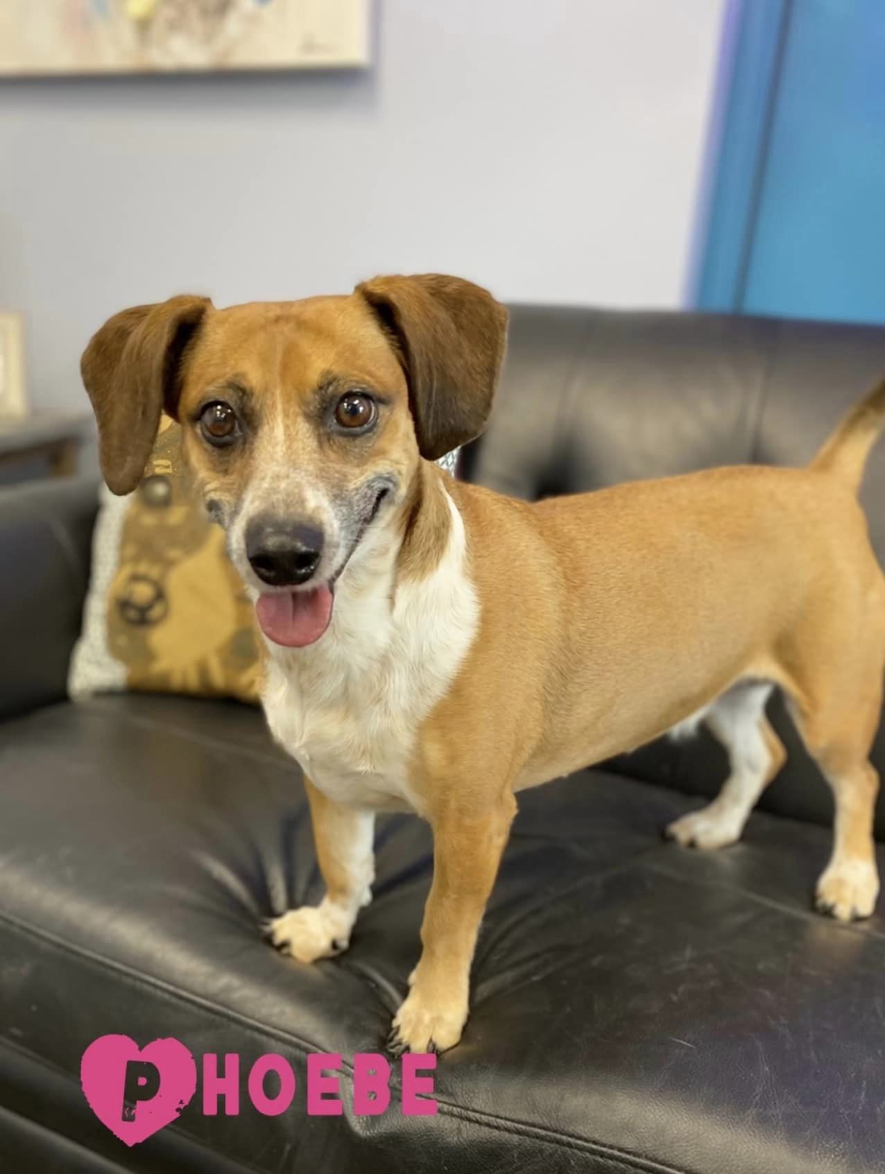 Phoebe, an adoptable Dachshund in San Angelo , TX, 76904 | Photo Image 2