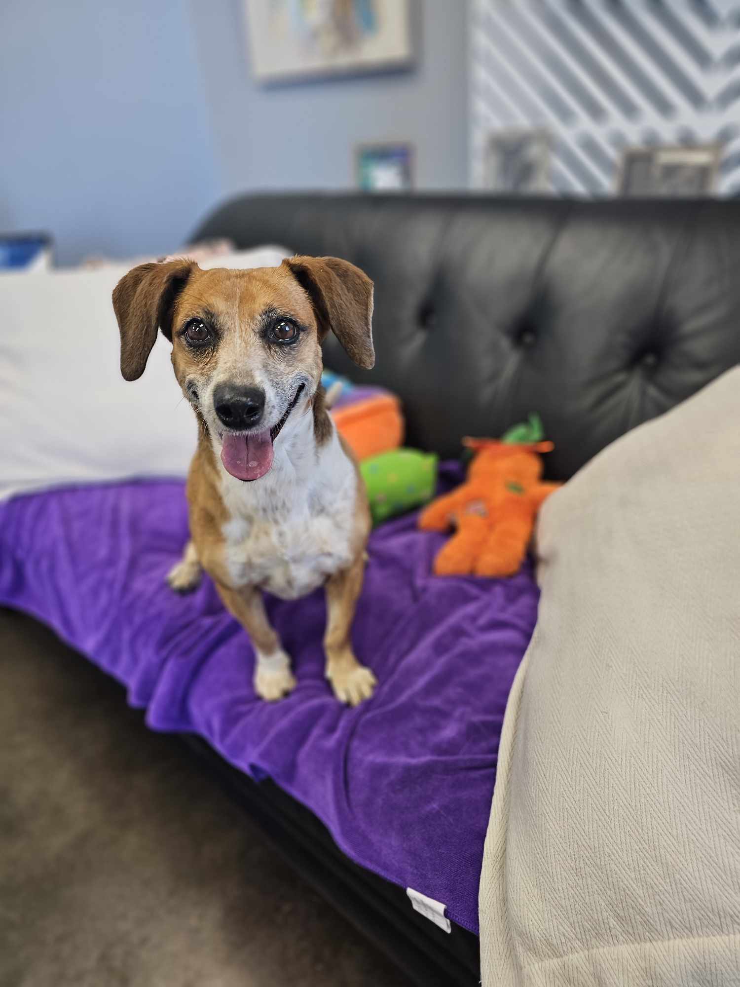 Phoebe, an adoptable Dachshund in San Angelo , TX, 76904 | Photo Image 3