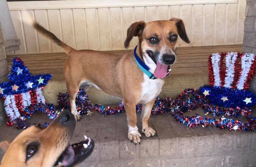 Phoebe, an adoptable Dachshund in San Angelo , TX, 76904 | Photo Image 4