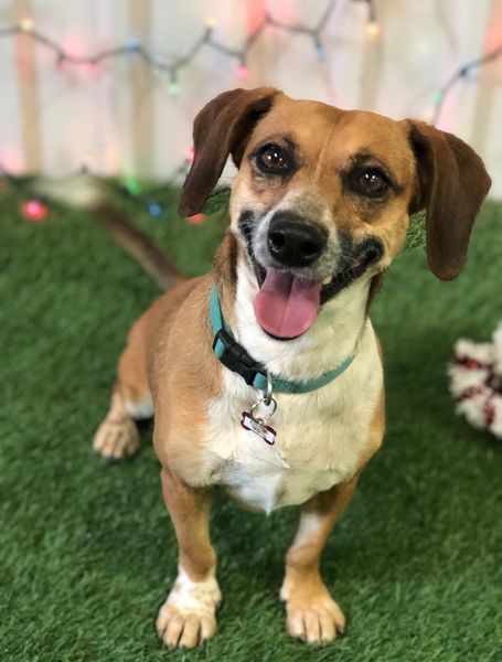 Phoebe, an adoptable Dachshund in San Angelo , TX, 76904 | Photo Image 5