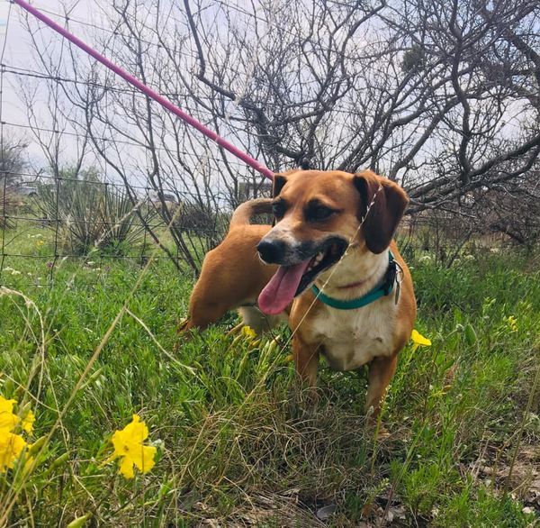 Phoebe, an adoptable Dachshund in San Angelo , TX, 76904 | Photo Image 6